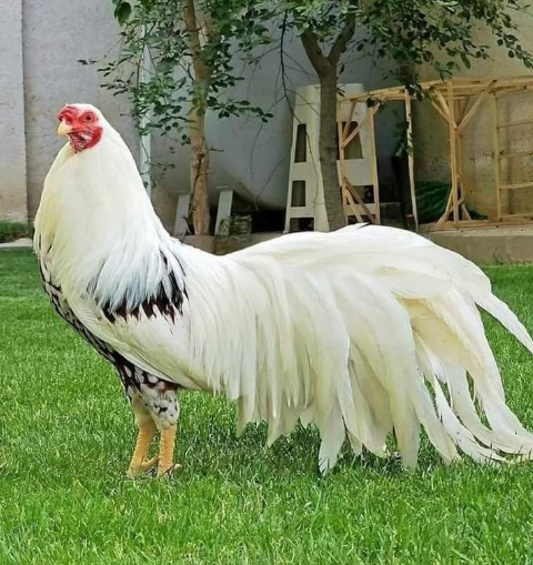 Galo Yokohama branco com cauda muito longa – raça ornamental